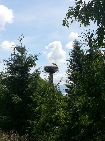 Thumb 20130613 134846